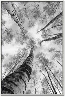 Picture of Look up Birch