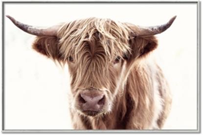 Picture of Maggie, the Cow