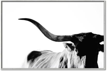 Picture of Max, the Bull