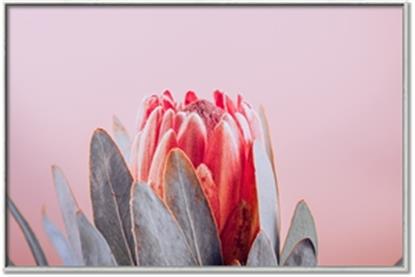 Picture of Mid Bloom