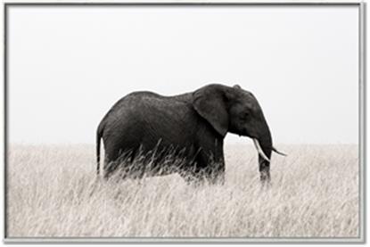 Picture of Out of Africa