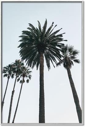 Picture of Palm Trees