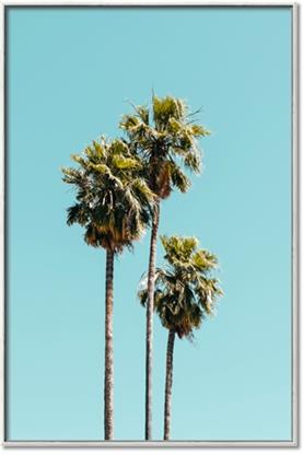 Picture of Palm Trees III