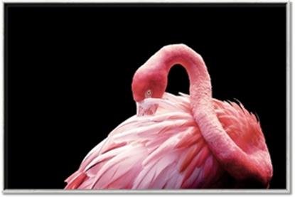 Picture of Pink in Contrast