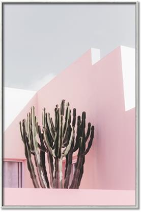 Picture of Pink Cactus II