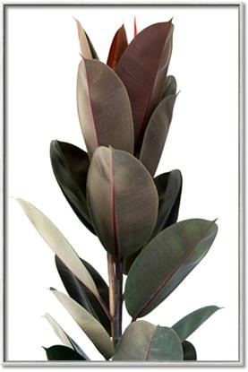 Picture of Plant Life