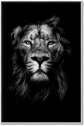 Picture of Royal Lion