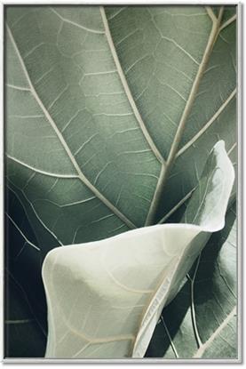 Picture of Sage Leaves