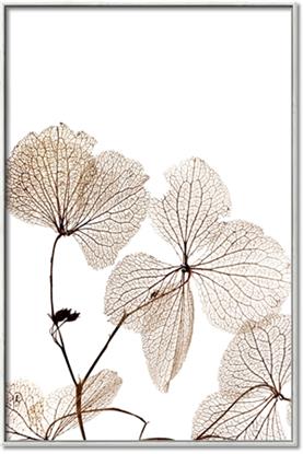 Picture of Sepia Botanic