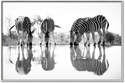Picture of Sipping Zebras