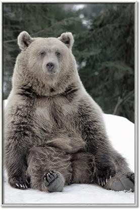 Picture of Snowy Bear