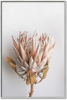 Picture of Soft Pink