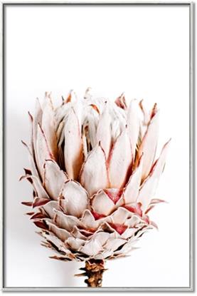 Picture of Soft Protea