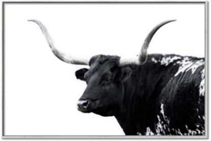 Picture of Spotted Bull