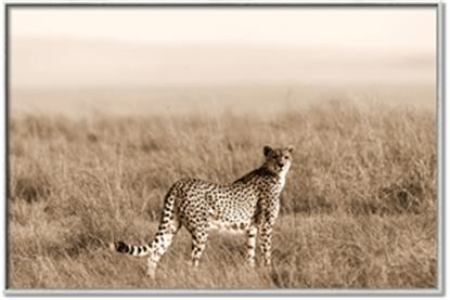 Picture of Spotted in the Savanna
