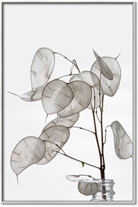 Picture of Sprout & Jar