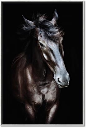 Picture of Black Stallion