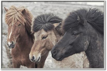 Picture of Untamed Beauties