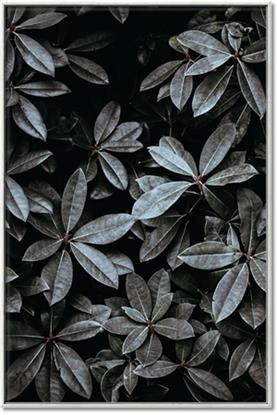 Picture of Intensely Green I