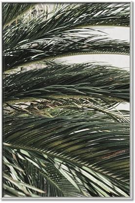 Picture of Sun & Palms