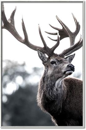 Picture of The Winter Deer