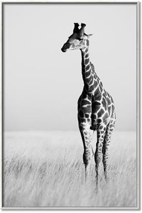 Picture of Through the Grass