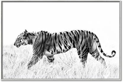 Picture of Tiger Path