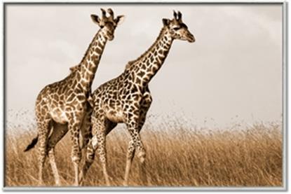 Picture of Twice as Tall