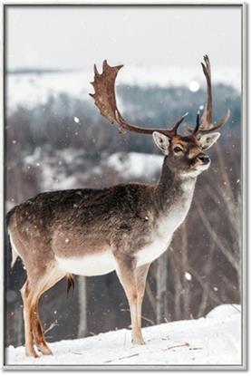 Picture of Waiting in Snow