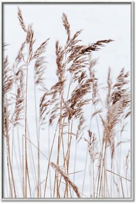 Picture of Wheat in the Wind