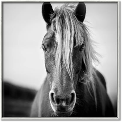 Picture of Levi, the Wild horse