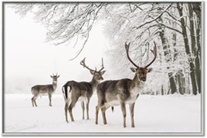 Picture of Winter Deers