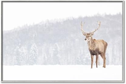 Picture of Winter Stag