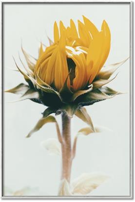 Picture of Yellow Bloom