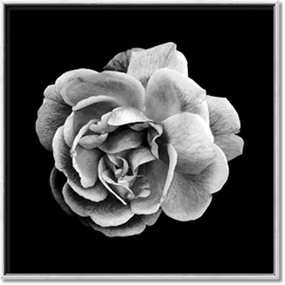 Picture of Black and White Rose