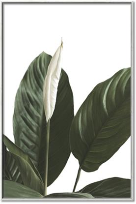 Picture of Focus of White Flower Peace Lily