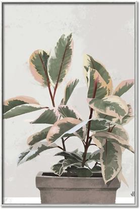 Picture of Pink Leaf House Plant