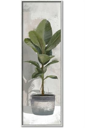 Picture of House Ficus