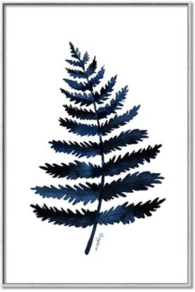 Picture of Blue Fern
