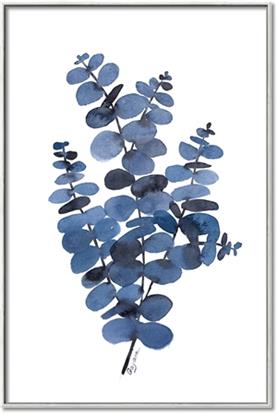 Picture of Blue Color Eucalyptus II 