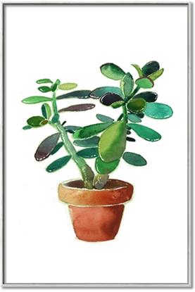 Picture of Aloe Plant