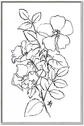 Picture of Flower Drawing
