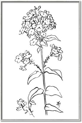 Picture of Single Hydrangea Drawing