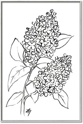 Picture of Panicle Hydrangea Drawing