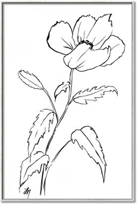 Picture of Poppy Drawing