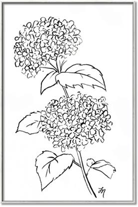 Picture of French Hydrangea Drawing
