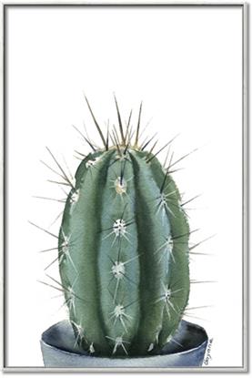 Picture of Cactus    