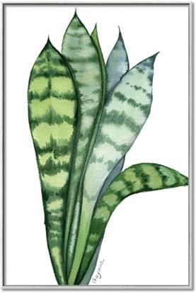 Picture of Snake Leaves