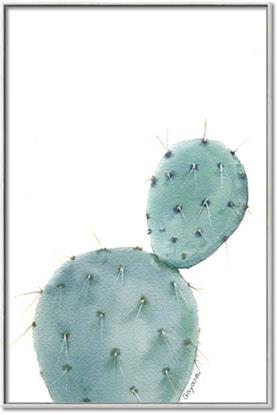 Picture of Bunny Cactus