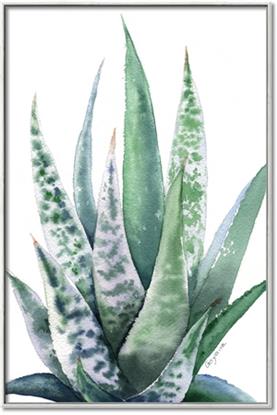 Picture of Zebra Succulent 